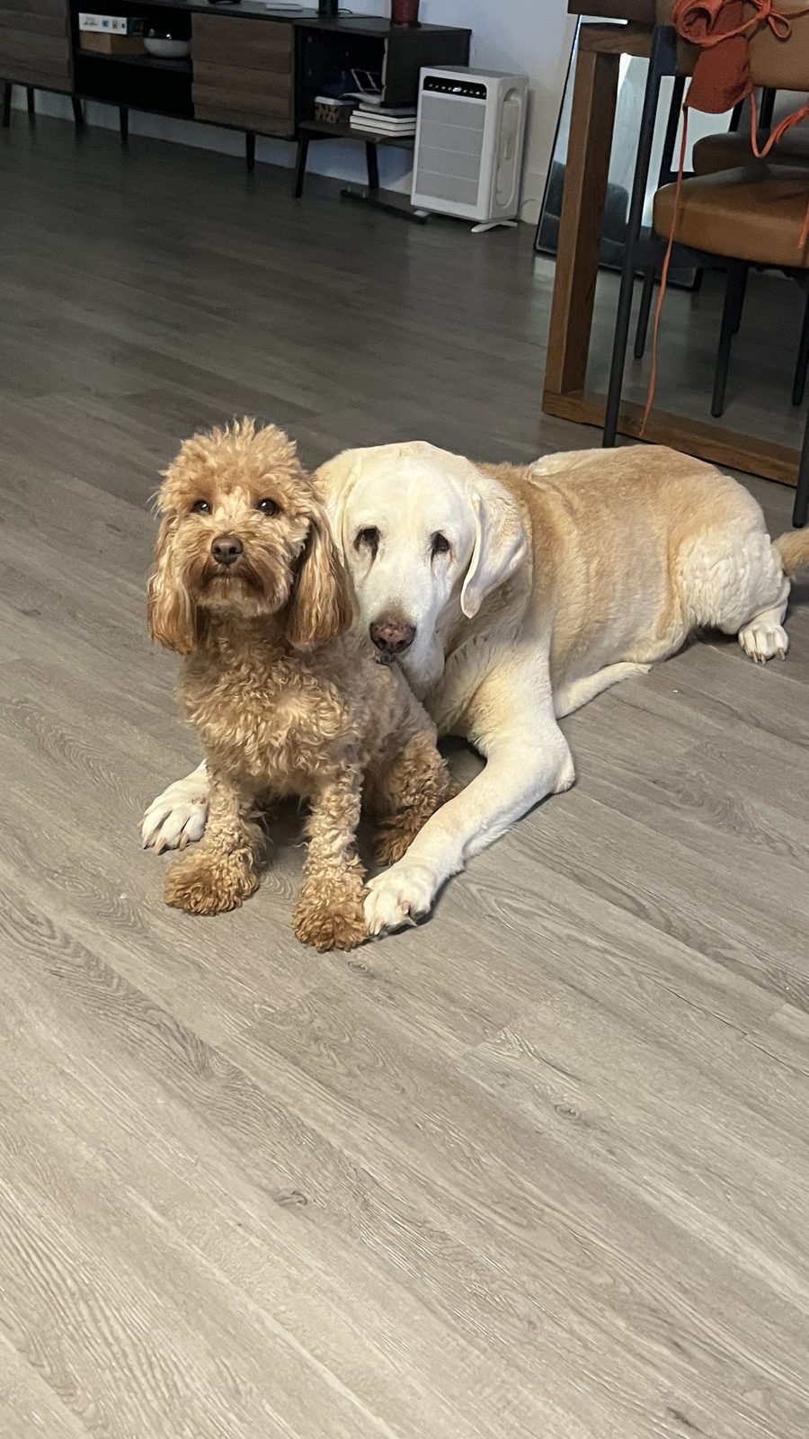Goldendoodle y labrador descansando juntos dentro de la casa