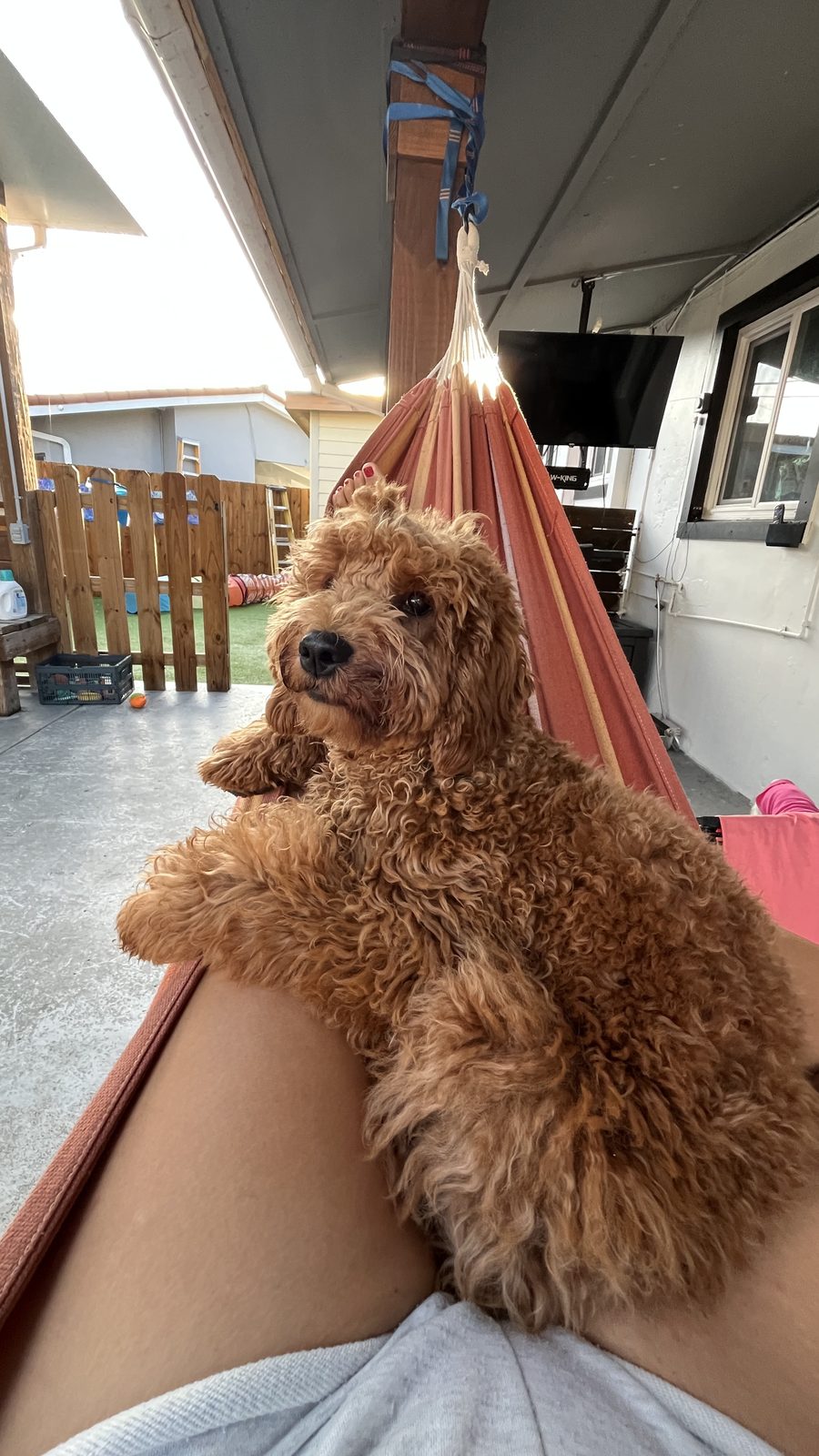 Goldendoodle relajado en una hamaca