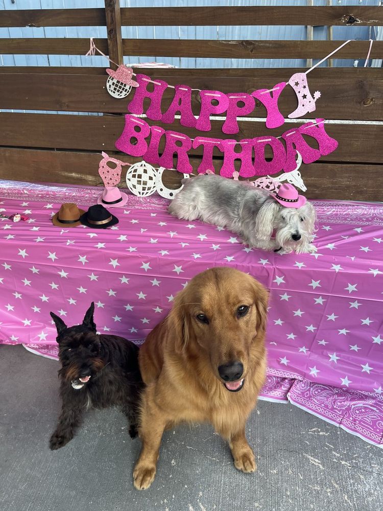 Perritos celebrando un cumpleaños en Lolita Colitas Pet Home