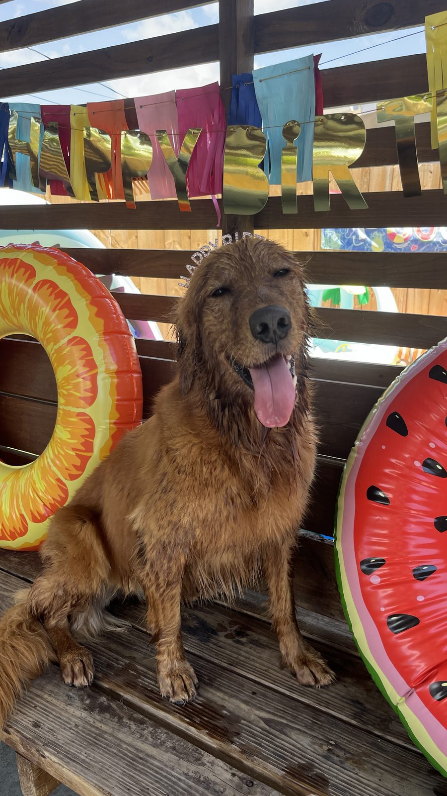 Golden retriever bajo un letrero de feliz cumpleaños