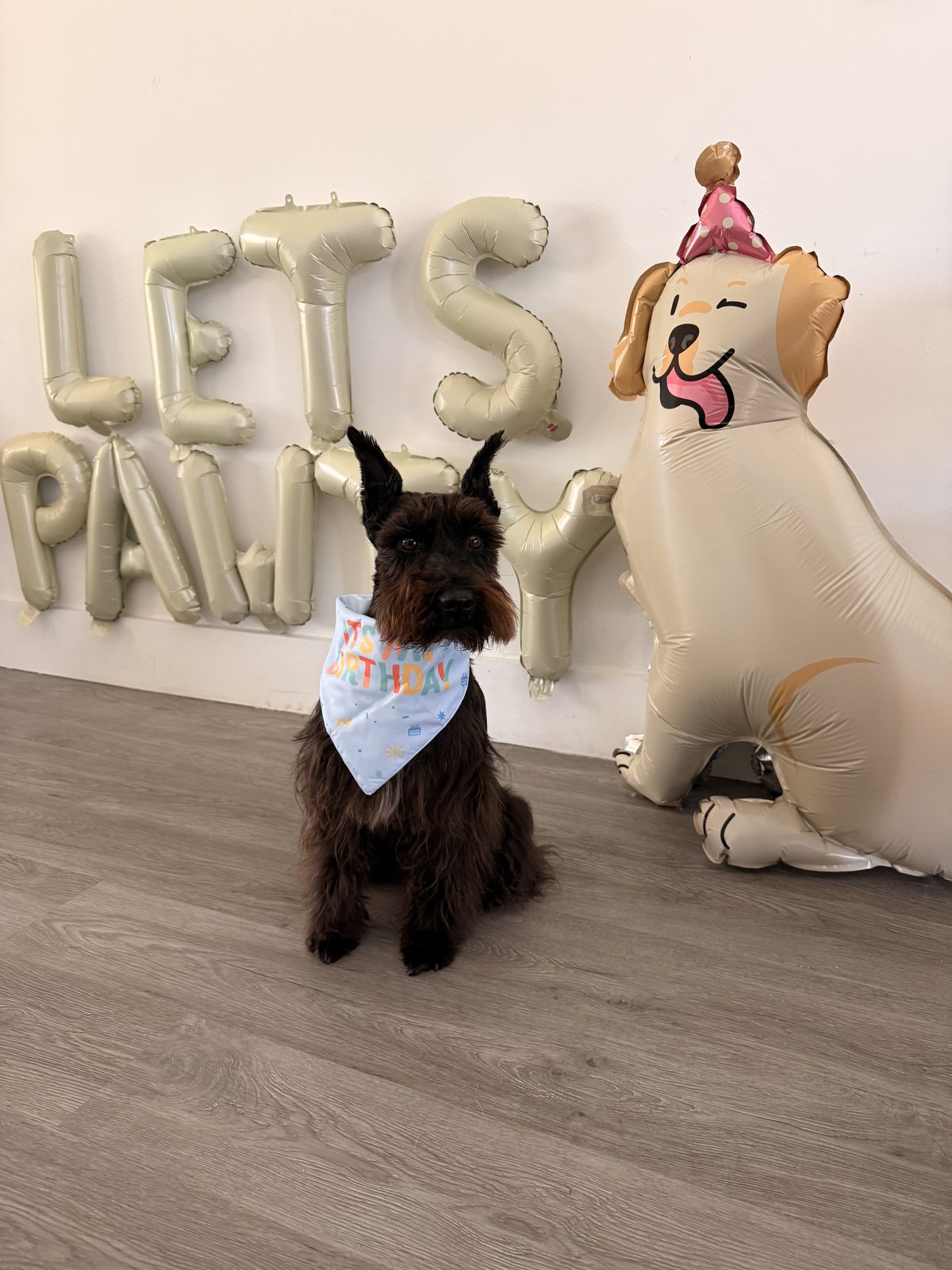 Schnauzer celebrando con globos de fiesta
