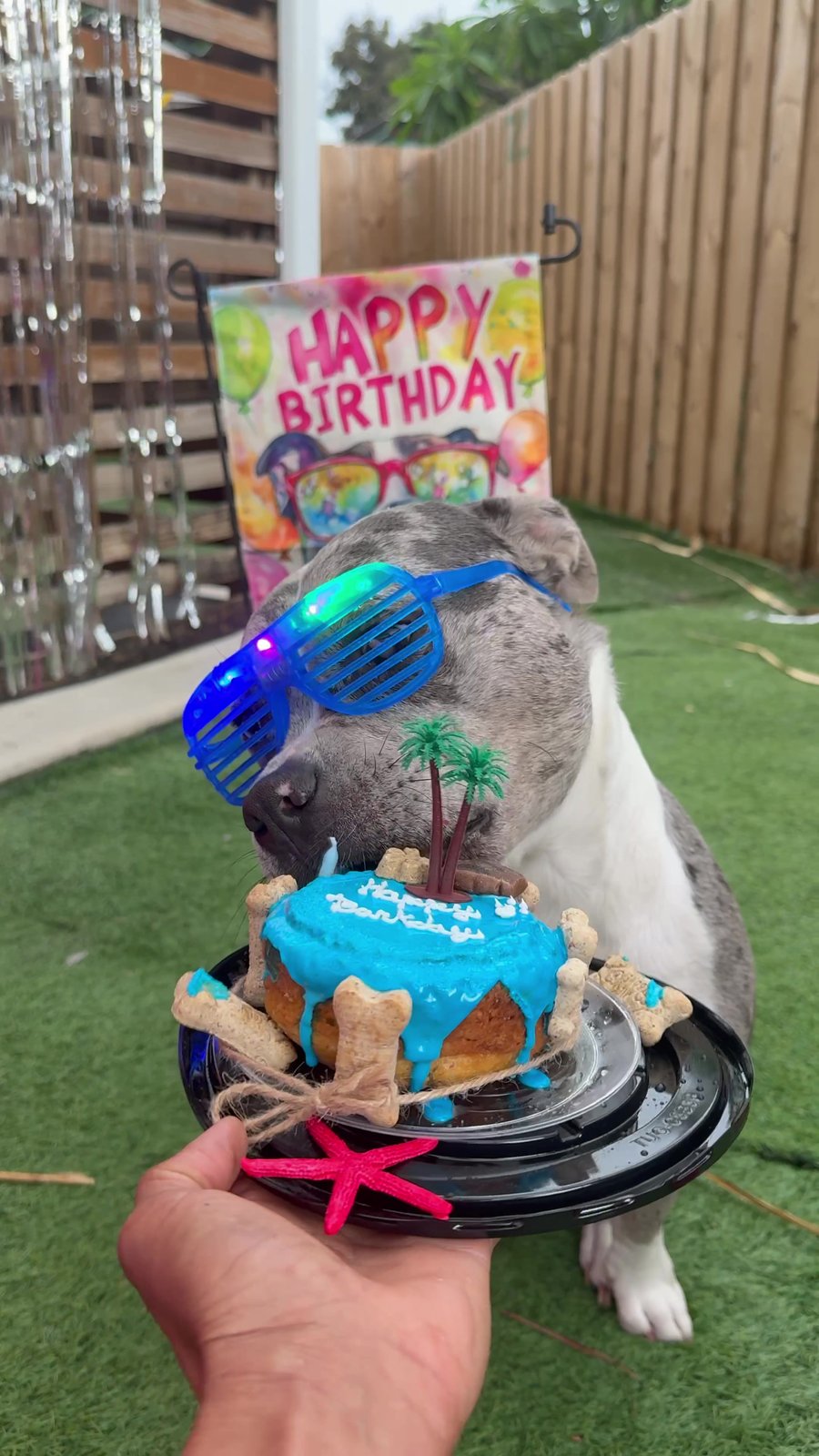 Pitbull con lentes de luces celebrando su cumpleaños con torta