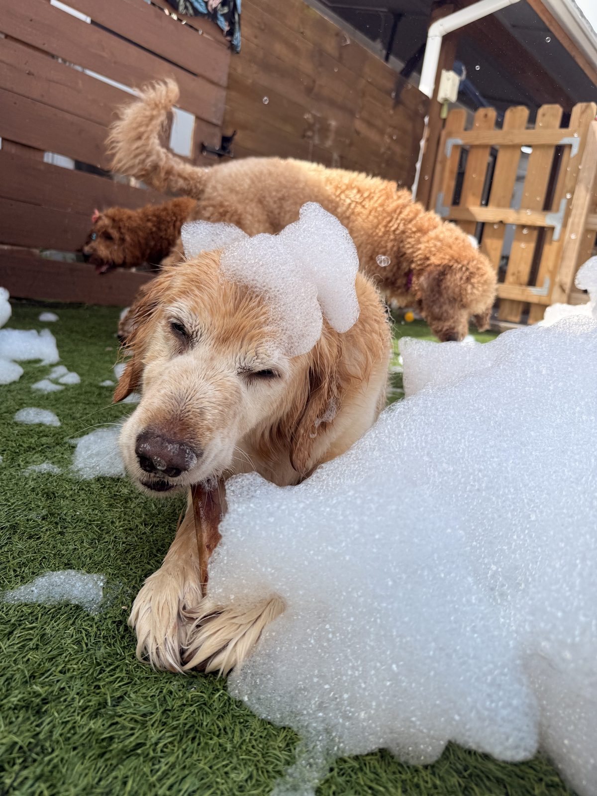 Golden retriever acostado entre la espuma