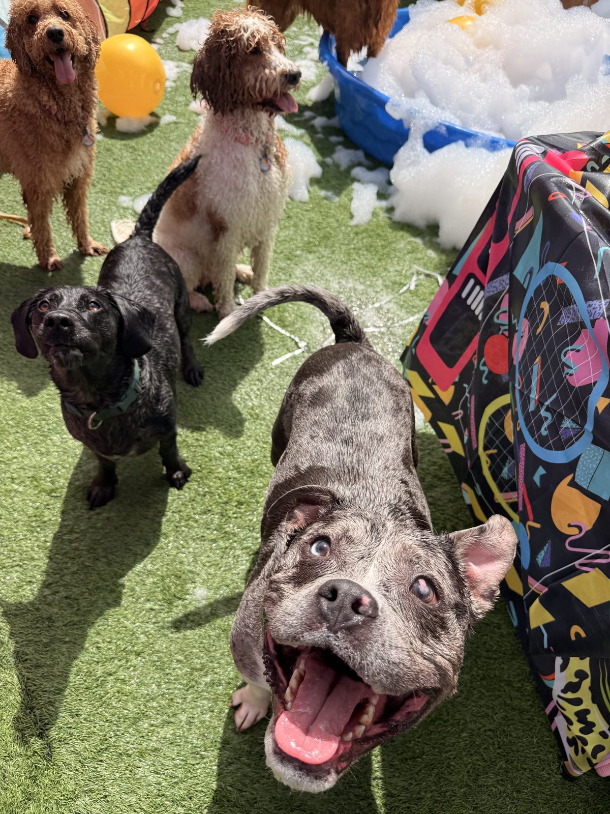 Cuatro perritos jugando en la espuma junto a la piscina