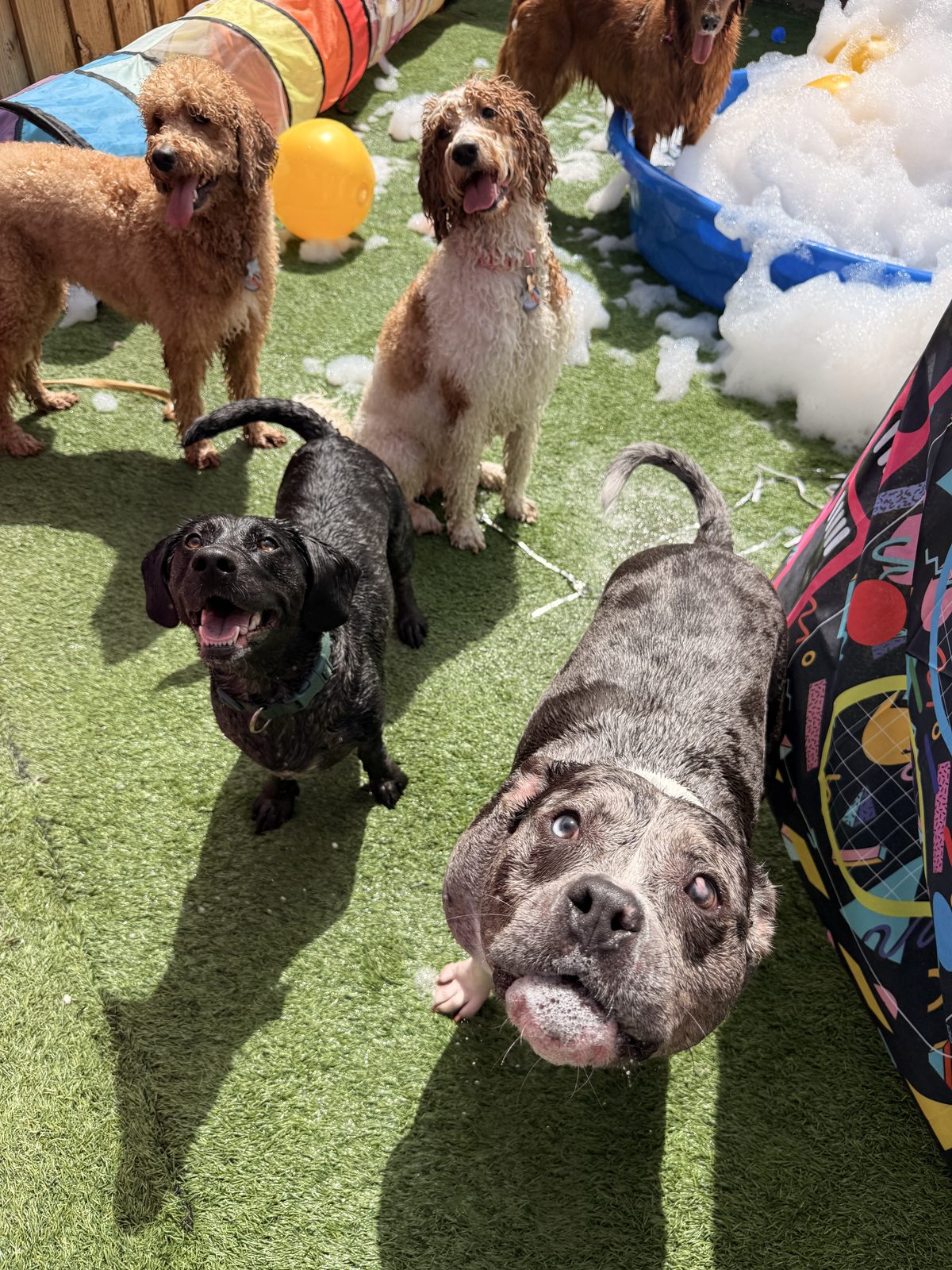 El mismo grupo de perritos en la fiesta de espuma, otro ángulo