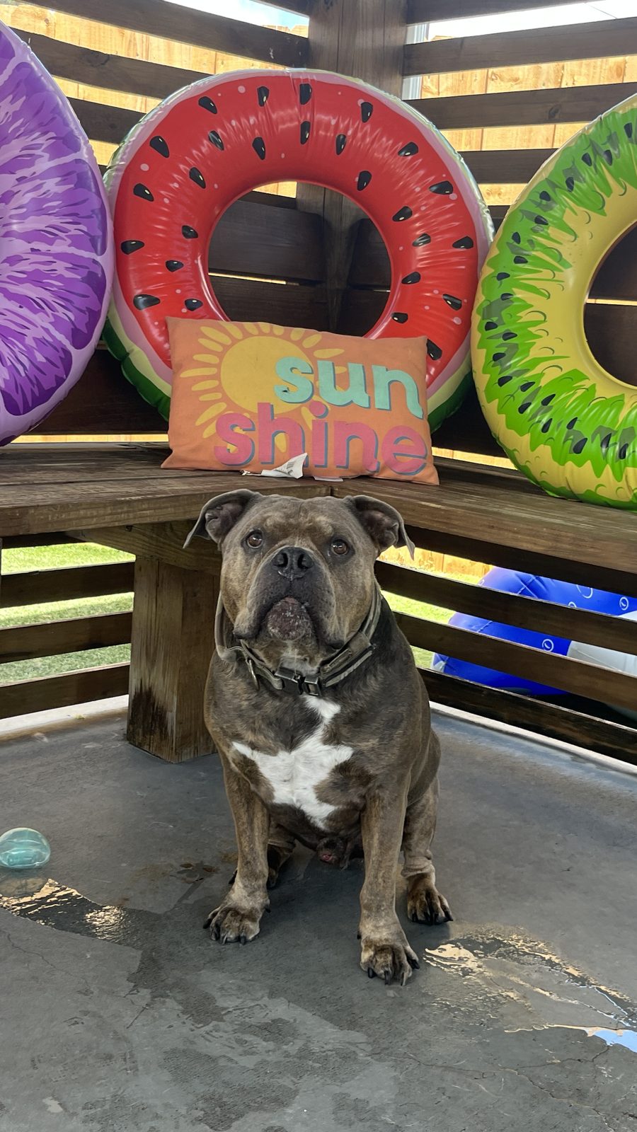 Bulldog junto a un cojín con la palabra sunshine