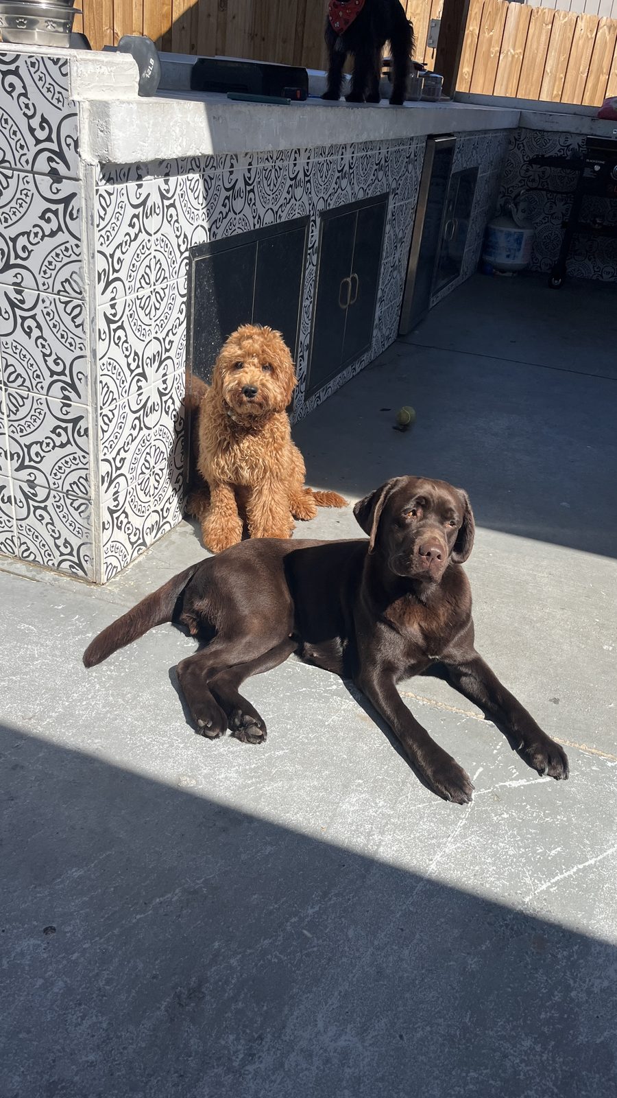 Goldendoodle y labrador chocolate juntos en la cocina