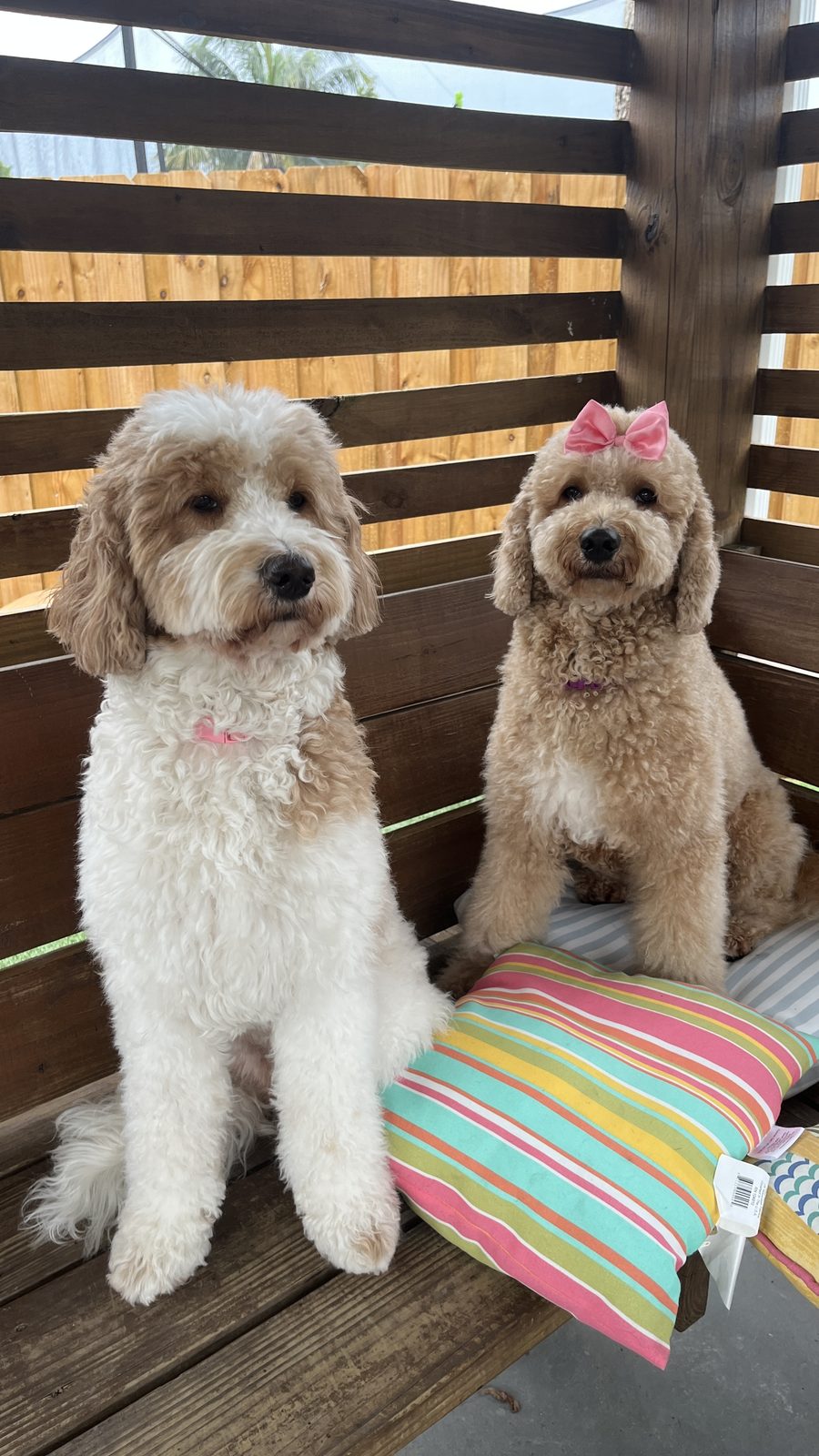 Dos goldendoodles sentados juntos en el banco