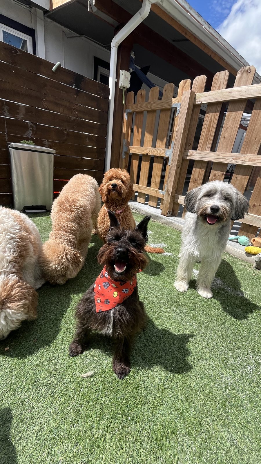 Cinco perritos reunidos junto al portón del patio