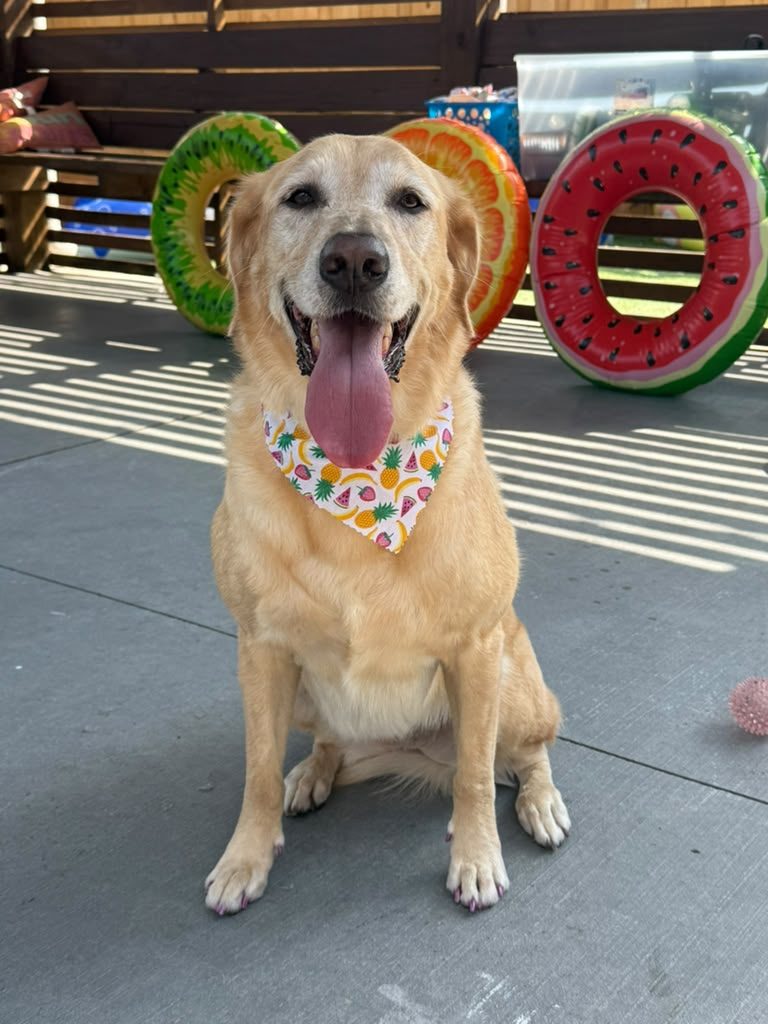 Labrador con bandana de frutas en el patio