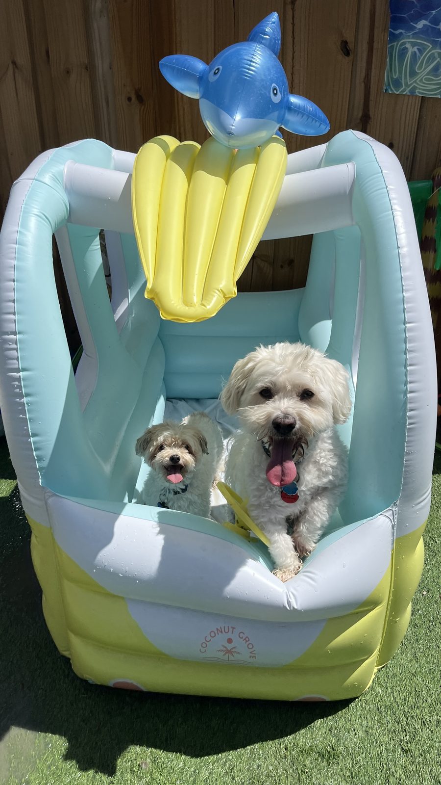 Dos maltipoos paseando en un carrito inflable en la piscina