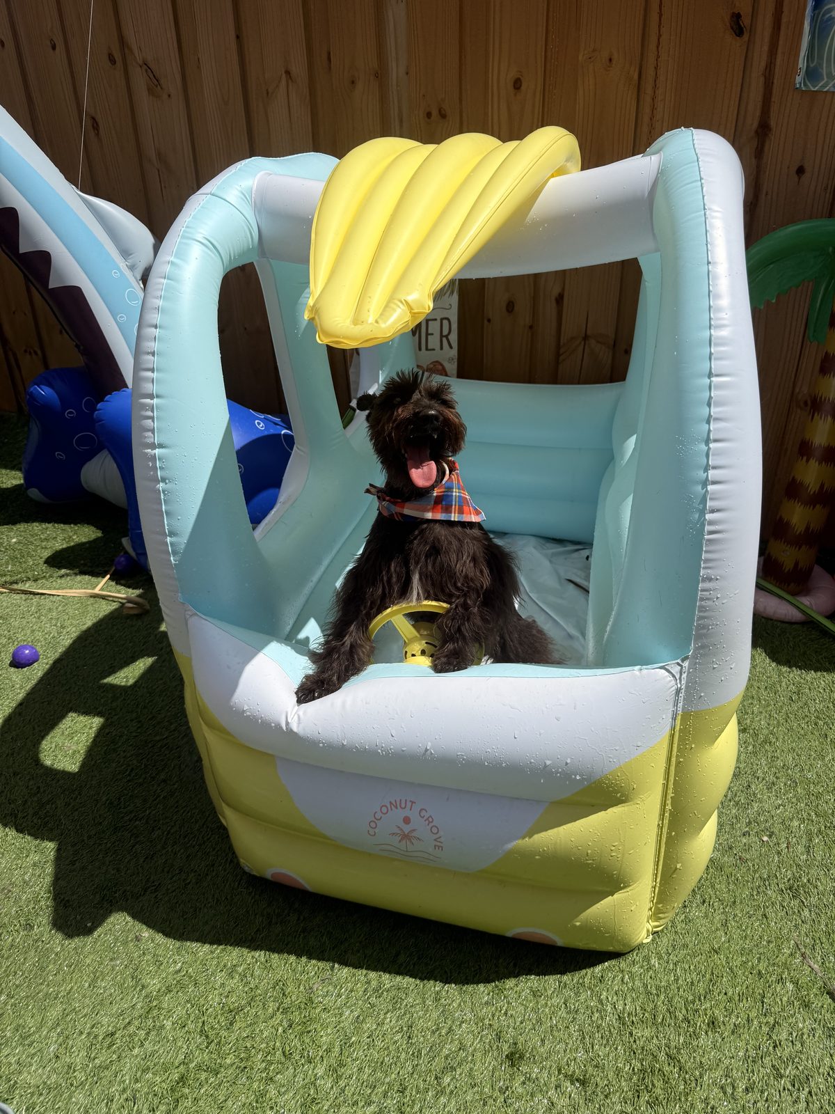 Schnauzer negro en el carrito inflable de la piscina