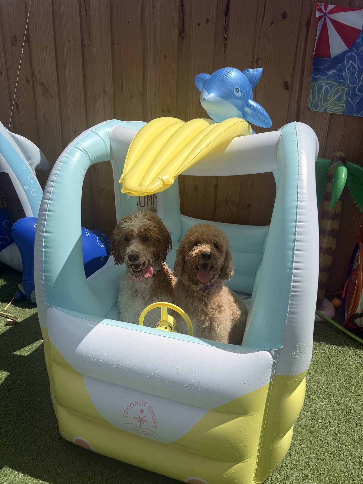 Vista desde arriba del carrito inflable con dos perritos