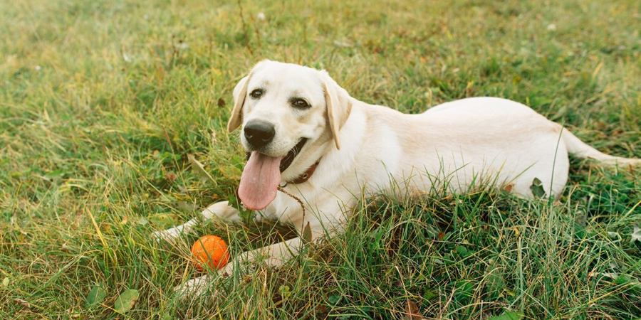 The Top 10 Dog Breeds for Families: Find Your Perfect Canine Companion!