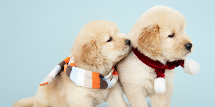 Life Hacks for Busy Dog Owners: Making Time for Your Pup