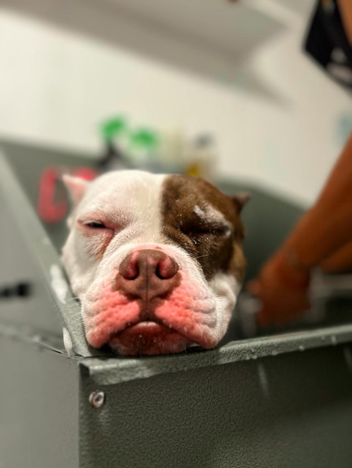 gallery-dog-new-image