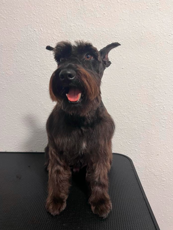 gallery-dog-new-image10