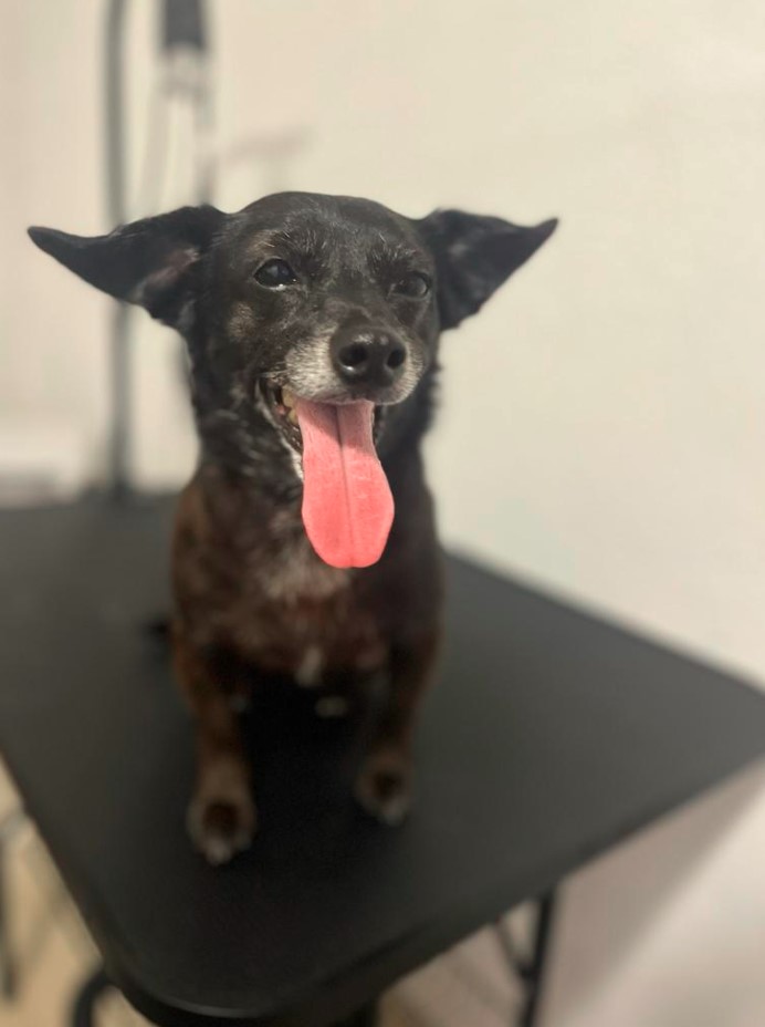 gallery-dog-new-image11