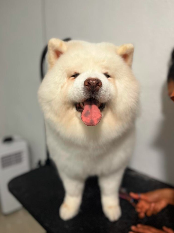 gallery-dog-new-image2