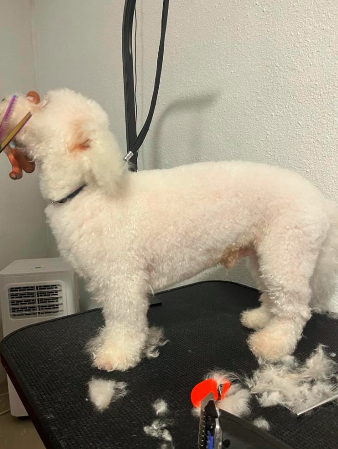 gallery-dog-new-image4