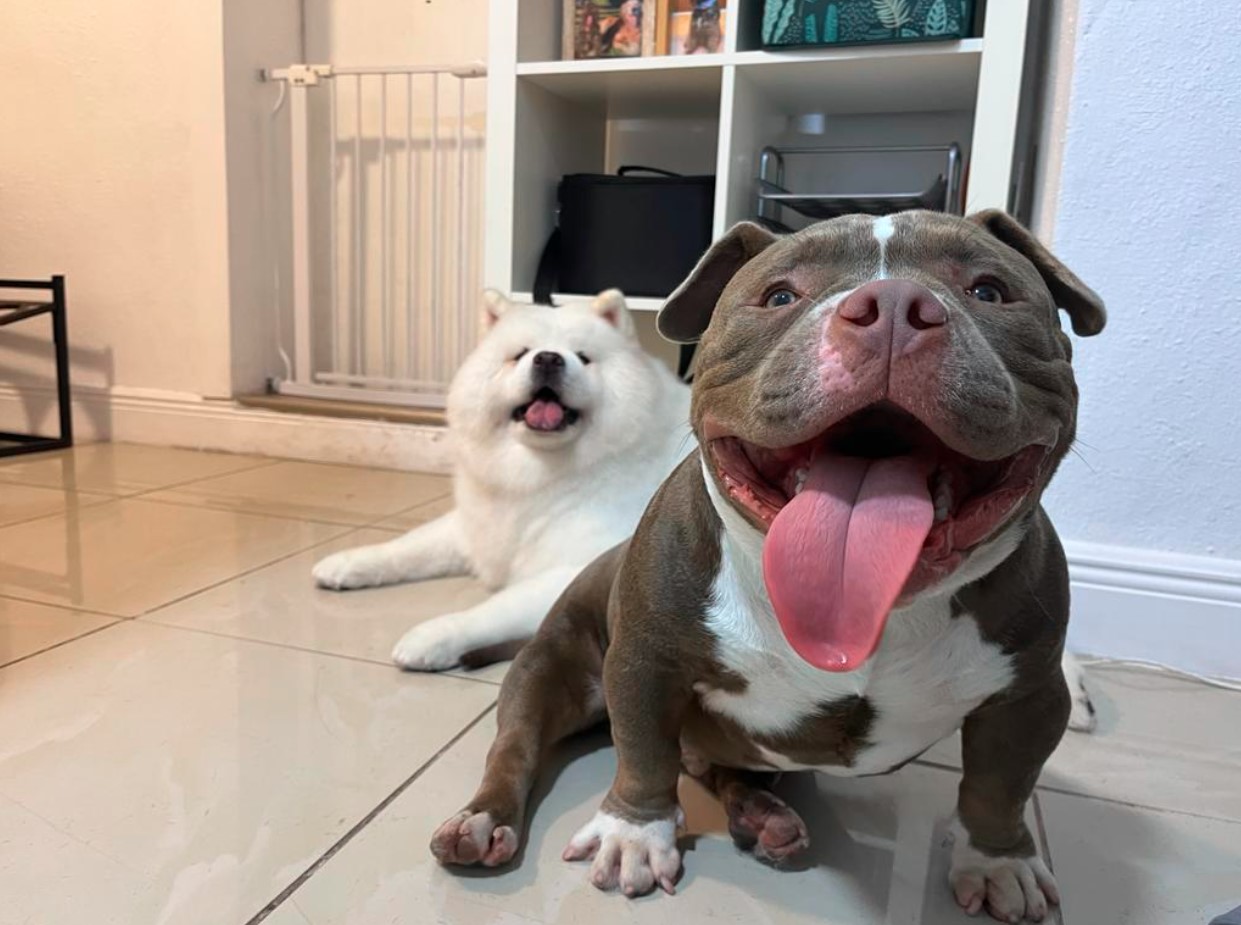 gallery-dog-new-image5