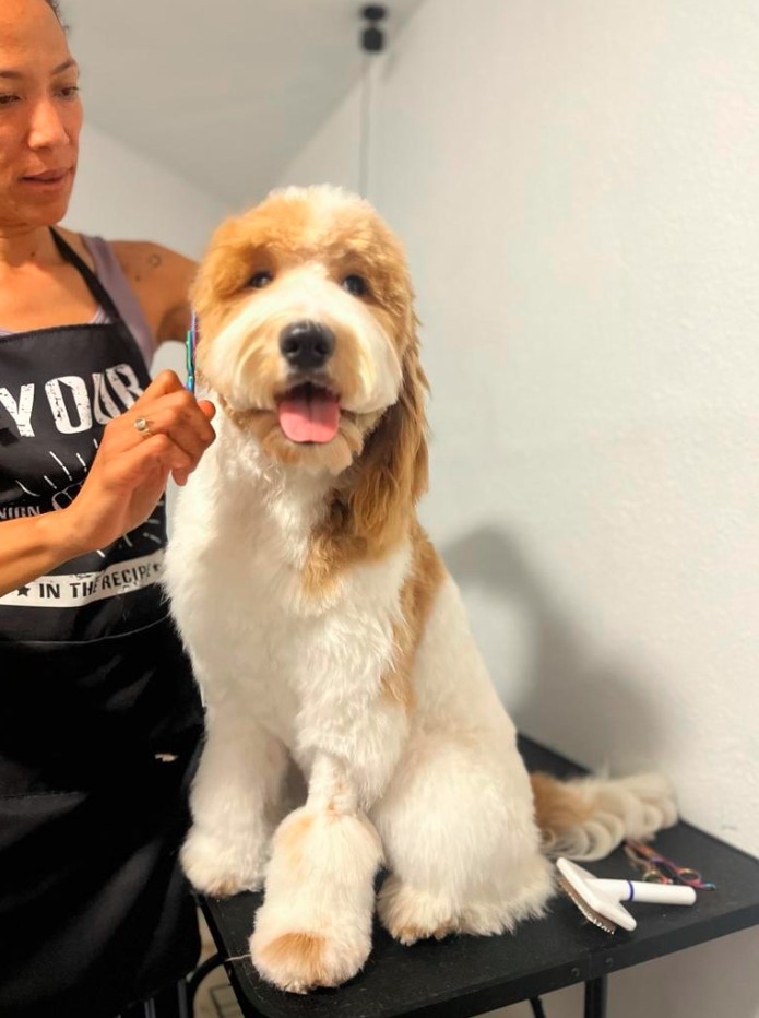 gallery-dog-new-image6