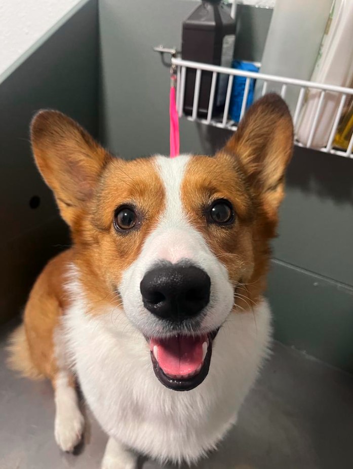 gallery-dog-new-image9