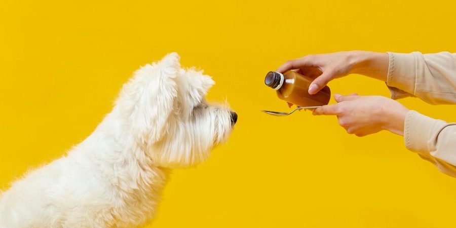 Exercise for Canine Cardio: The Importance of Physical Activity